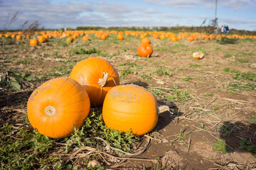 Pumkin's at a farm in the UK