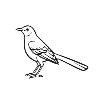 recommend clip art: Mocking bird line out art vector style with white background.