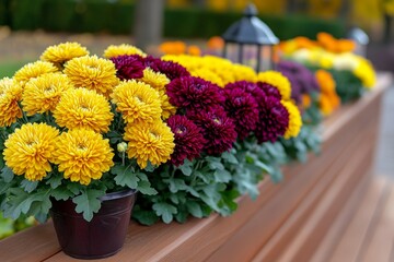 Chrysanthemums in an autumnal flower bed, their golden and burgundy hues adding warmth to the season