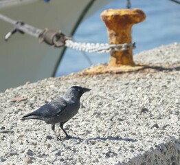 Jackdaw standing on a concrete dock in a harbor