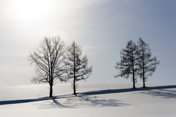 北海道　冬の美瑛の雪景色