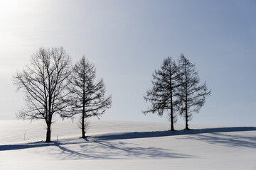 北海道　冬の美瑛の雪景色