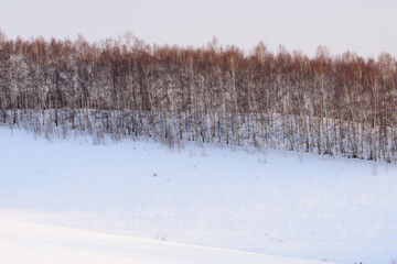 北海道　冬の美瑛の雪景色
