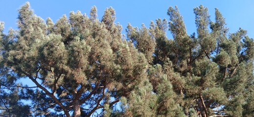 Pine tree  