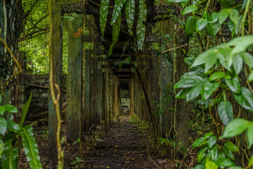 camino abandonado rodeado de naturaleza y jungla en medio del bosque tropical isla Gorgona en el pacifico colombiano