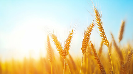 Closeup of Golden Wheat Ears Swaying Gently Against a Clear Blue Sky, Celebrating Naturea??s Bounty  -