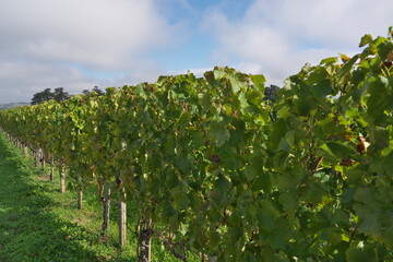 Bordeaux,France - October 4, 2024: Beautiful vineyard in autumn in Bordeaux, France. The grape variety is Merlot.