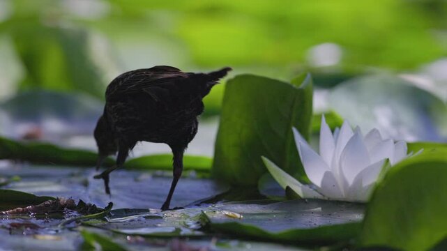SLOMO CU Female Red-winged Blackbird (Agelaius phoeniceus) walking, jumping and eating damselflies on lily pads with lily flowers. Captured at 120 frames per second.