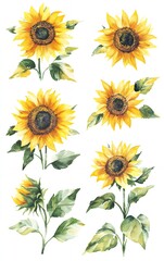 Vibrant watercolor illustration of six sunflowers with green leaves against a white background.