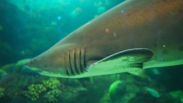 shark with sharp teeth swim smoothly