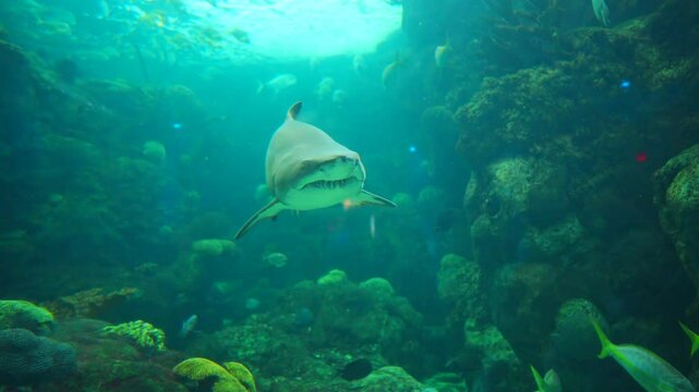 shark with sharp teeth swim smoothly