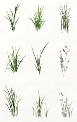 Fototapeta premium A collection of nine hand-drawn illustrations of various types of grass, each showcasing a different shape and style.