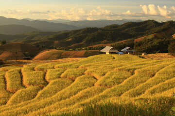 Scenic sunset view on Ban Pa Pong Piang, the most beautiful rice terraces in Chiang Mai Province,...