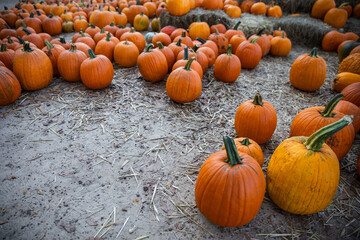 Orange Pumpkins scattered on the ground at a Rustic Autumn Pumpkin Patch in October