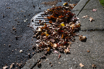 Round iron stormwater drain in a city street next to a weathered concrete sidewalk, blocked and clogged by fall oak leaves and acorns
