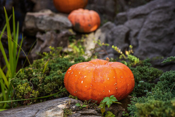 Trail of Orange Pumpkins Climbing Over Rocks in a Rustic Fall Setting