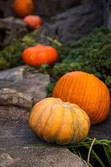 Trail of Orange Pumpkins Climbing Over Rocks in a Rustic Fall Setting