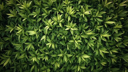 Obraz premium A lush green wall of leaves, creating a vibrant and natural texture perfect for nature-themed designs or backgrounds.