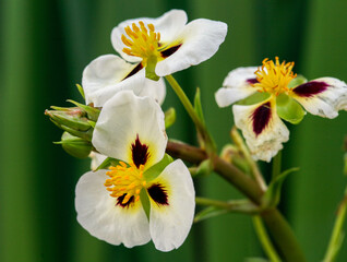 Sagittaria montevidensis is a  marginal or submerged aquatic plant