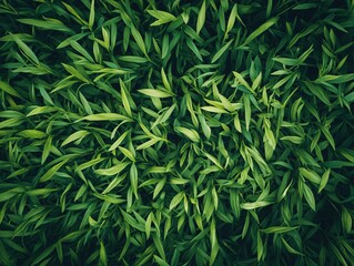 Fototapeta premium A close-up view of lush green leaves, showcasing various shapes and textures in a vibrant, natural setting.