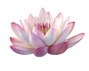  Lotus flower on transparent background
