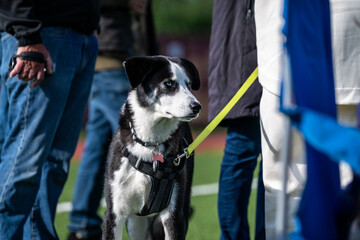 Young black and white dog with bright blue eyes, with harness, collar and tags, on a yellow leash...
