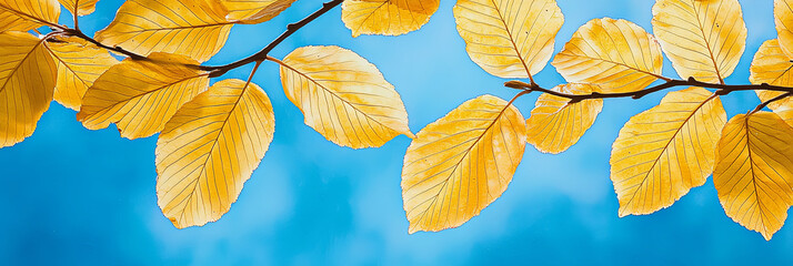 Fototapeta premium Close up of yellow beech leaves against a blue sky background, generative AI