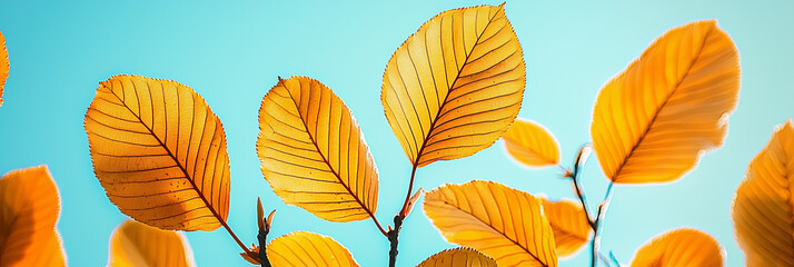 Obraz premium Close up of yellow beech leaves against a blue sky background, generative AI