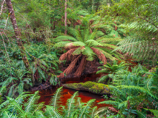 Temperate Rainforest with Tree ferns and Stream