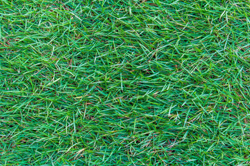 green grass background
