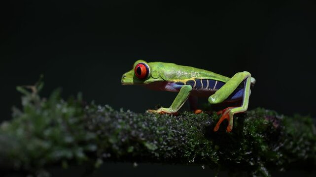 A red-eyed tree frog in the rainforest of Costa Rica