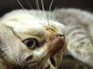 close up of gray cat eye laying on tile floor in home