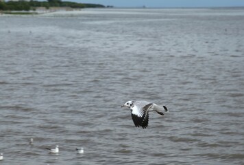 seagull evacuate in winter flying to feeding food on sea at Bang poo travel location in Thailand 