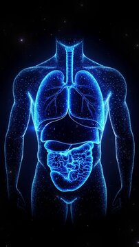 X-ray Human body anatomy with lung, liver and stomach  