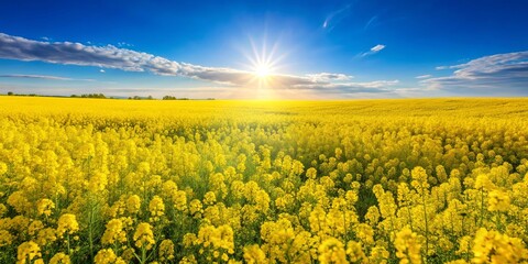 Fototapeta premium A field of vibrant yellow wildflowers basking in the golden glow of the setting sun, with a backdrop of a clear blue sky and fluffy white clouds.