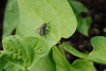 a fly rests on a green leaf