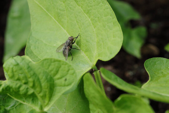 a fly rests on a green leaf
