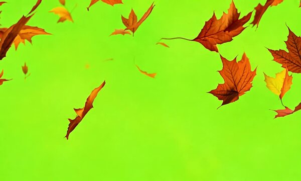 An upward view of autumn leaves falling from trees, swirling gently as they descend toward the viewer, set against a green screen background