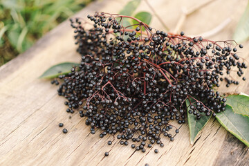 A cluster of ripe elderberries with deep purple-black fruit (Sambucus nigra). Elder, black elder....