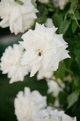This is a closeup photograph showcasing a beautiful white flower that has a bee resting on its delicate petals