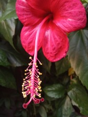 Macro photography hibiscus flower. Houseplant stock photo. Nature background concept. Close up.