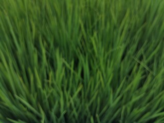 Abstrack, nature Bokeh background, green foliage of the forest. Green nature in blurry style for creative design 