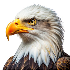 Obraz premium Bald eagle portrait side view isolated on transparent background