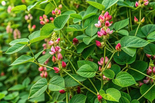 Close-up of American groundnut plant growing on stem