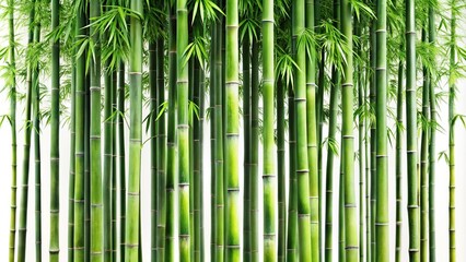 Fototapeta premium Close-up of bamboo trees with white background