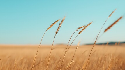 Obraz premium Golden Wheat Field Under Clear Blue Sky