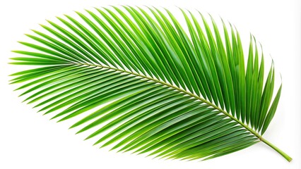 Obraz premium Close-up of coconut tree leaf isolated on white background with clipping path included