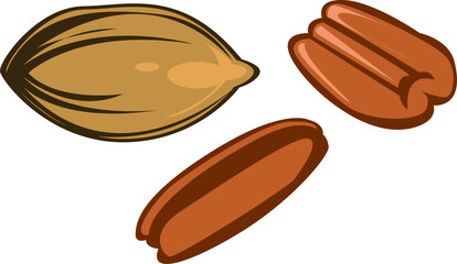 simple illustration of pecan seed and nut