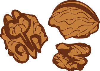 simple illustration of walnut set