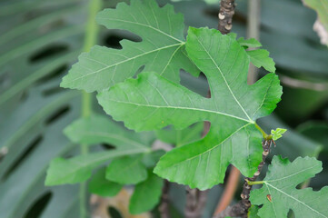 Ficus carica, fig or common fig plant or fig plant